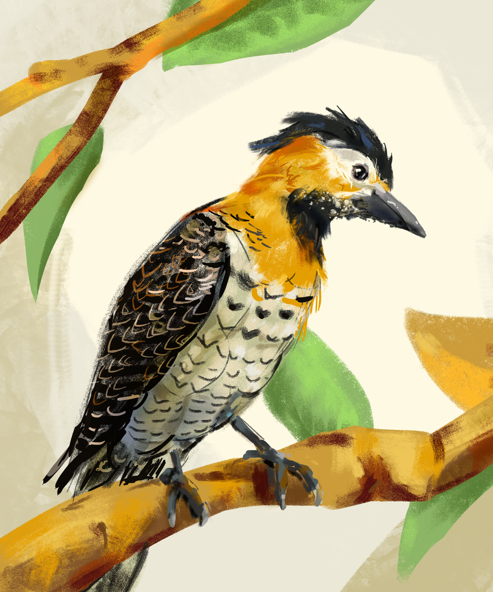 Vogel Illustration